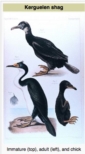 Kerguelen Shag