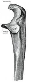 215px-Gray212.jpg