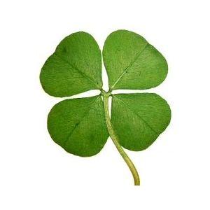 four_leave_clover_lucky.jpg