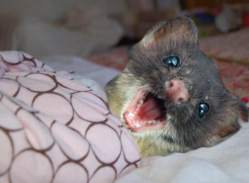 Weasel_baby.jpg