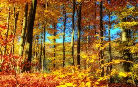 5-hdr-fall-leaves.jpg