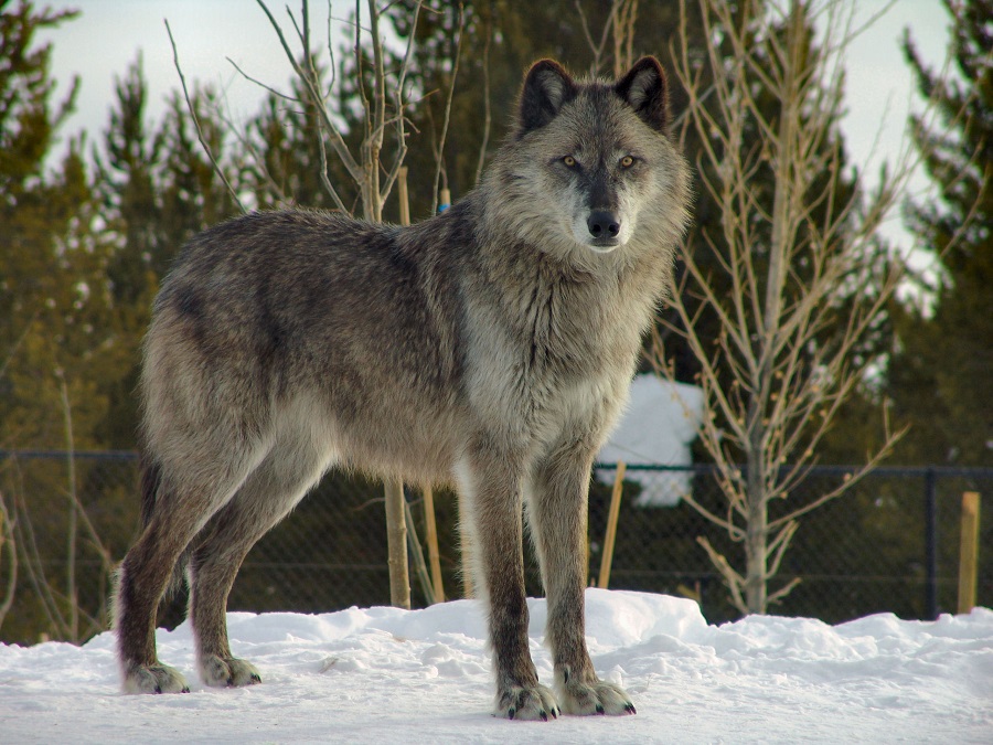 More information about "Real Live Wolf Broadcasts Twins Game, Dozens Injured"