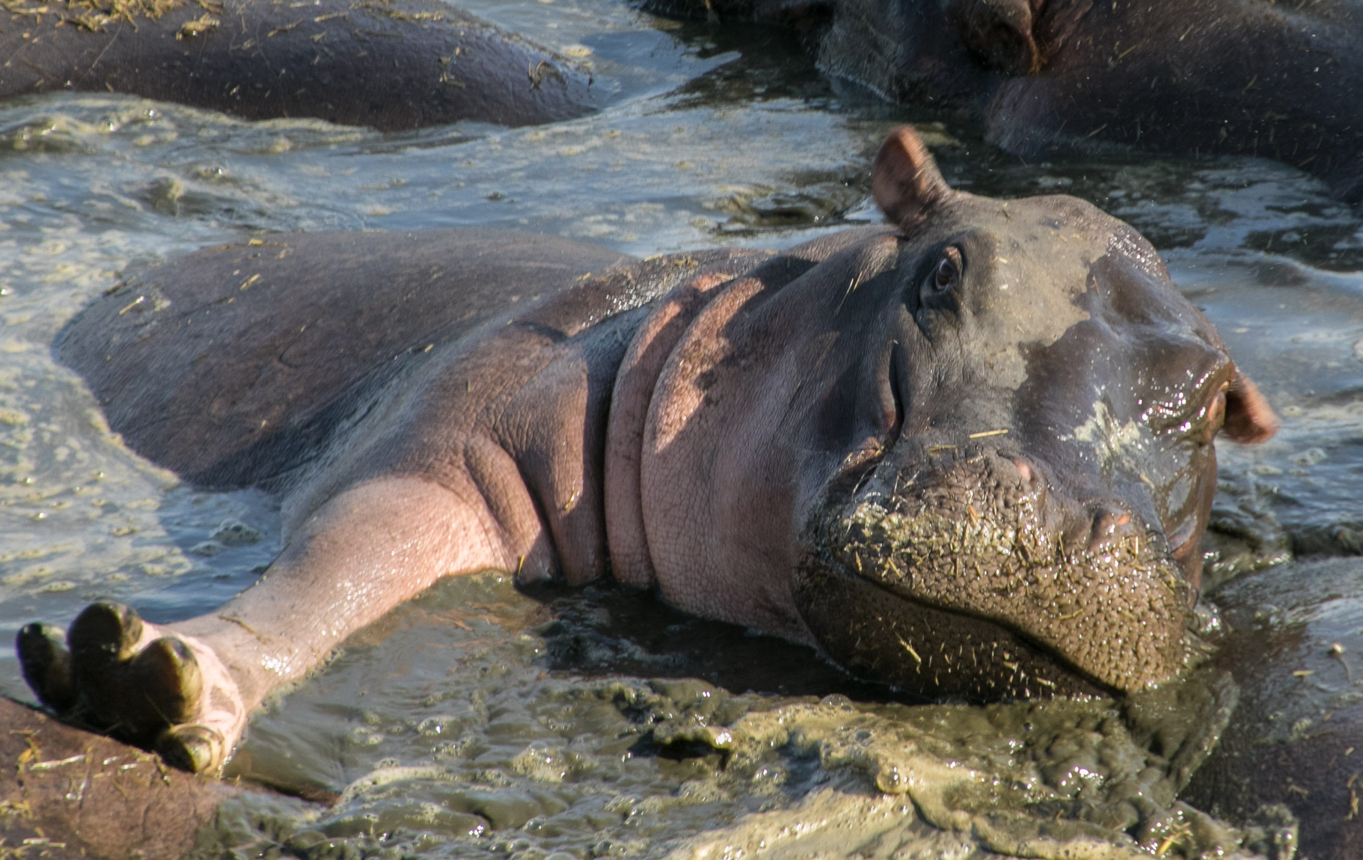 More information about "Game Thread: Twins@White Sox 5/6 7:10PM"