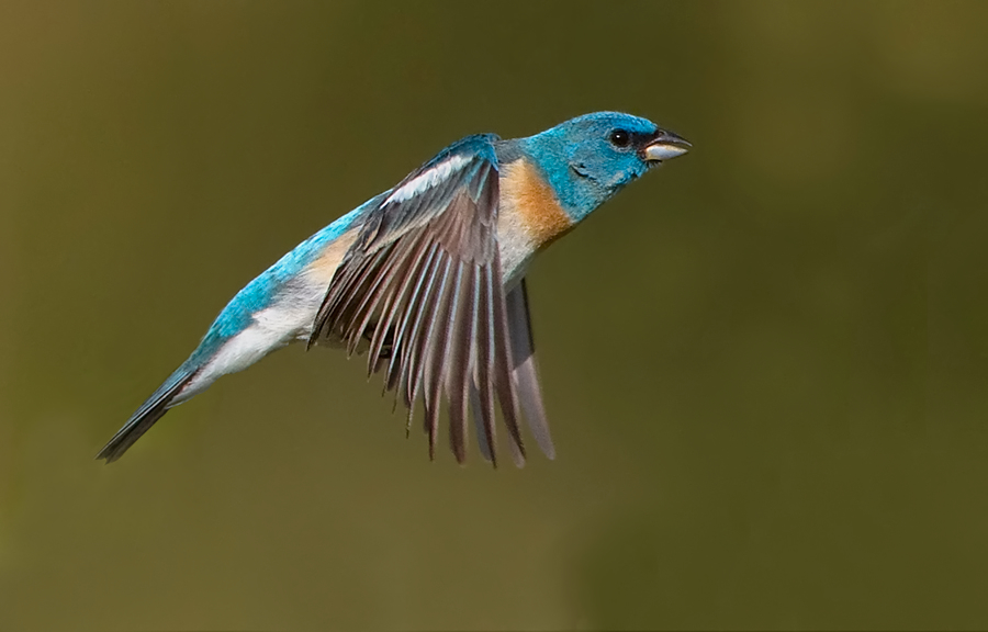 More information about "Game Thread: Twins @ Giants, June 9@9:15pm CT"