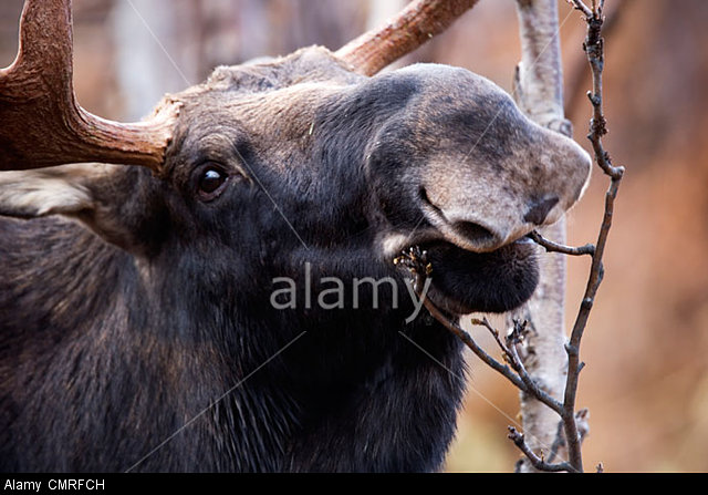 More information about "Game Thread: Twins vs Indians 4/17 7:10PM"