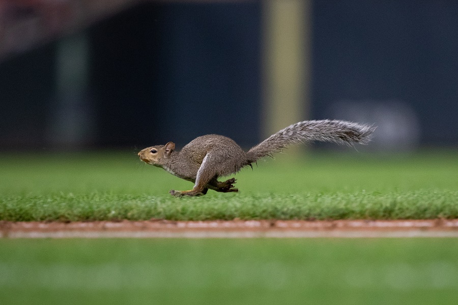 More information about "Experts Say Twins Squirrel Following Familiar Path"