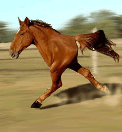 horsie.gif.143d3314b3ac3af1bd8d6f09689fe0ba.gif