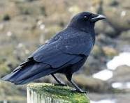 crow.jpg.ad36c6703e808e0175b05a28abed4484.jpg