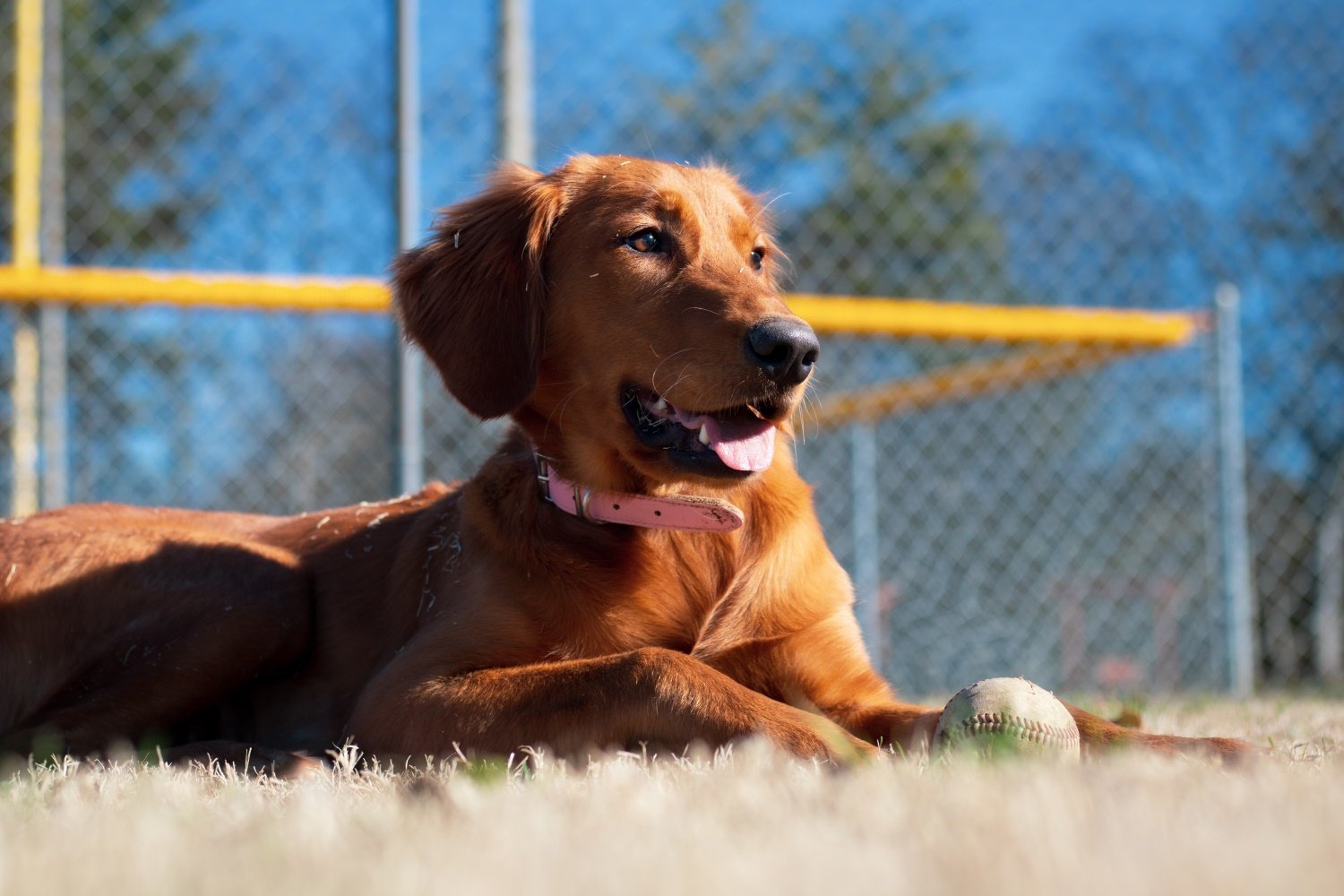 More information about "Twins To Host Open Tryouts For Dogs After Second "Bark In The Park" Night"