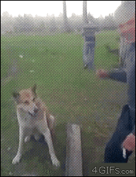 dog-handshake.gif.3a4a32ee2fb2a732acd852d26dcbf958.gif