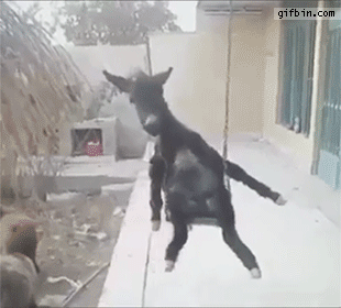 donkey_on_a_swing.gif.42c771fbb1b27c7c5c55ed177fe9a002.gif