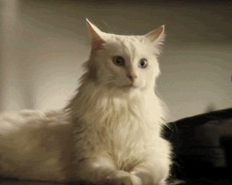cat_ears.gif.1747474dba1af2763cfe4d786cd3aa1a.gif