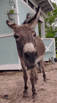 mule.gif.4e9562030434723b5d5f8c4978243639.gif