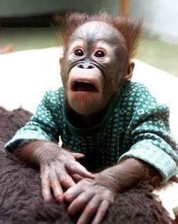 scared_monkey.jpeg.728830429995c7c3837298319f537870.jpeg